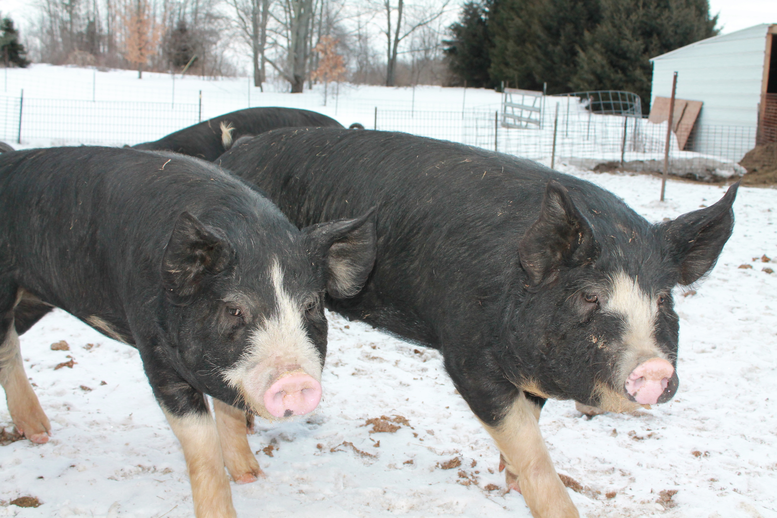 Michigan Pork