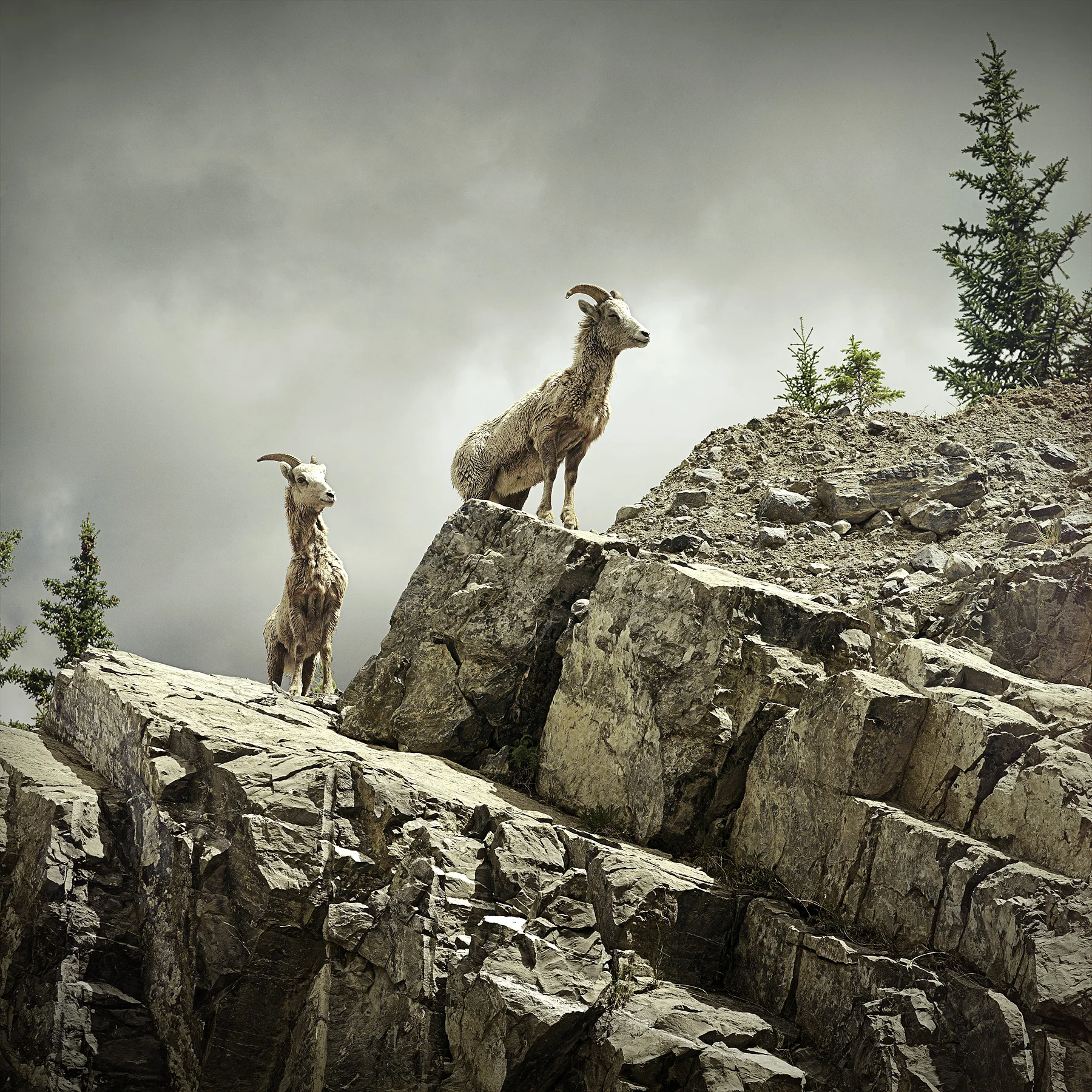 Sheep LR.jpg