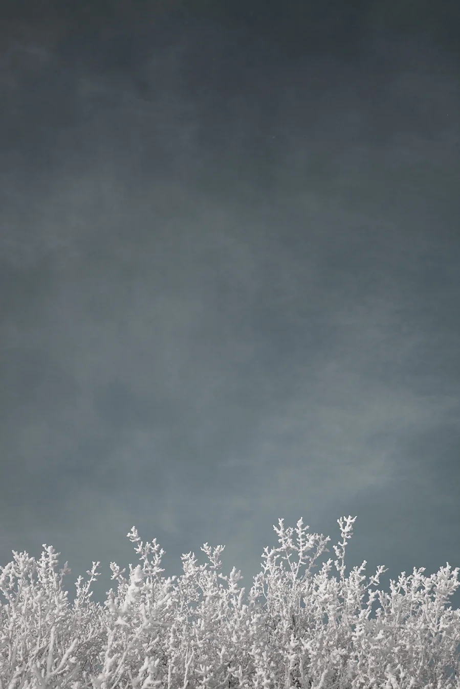 Frost-7 copy.jpg