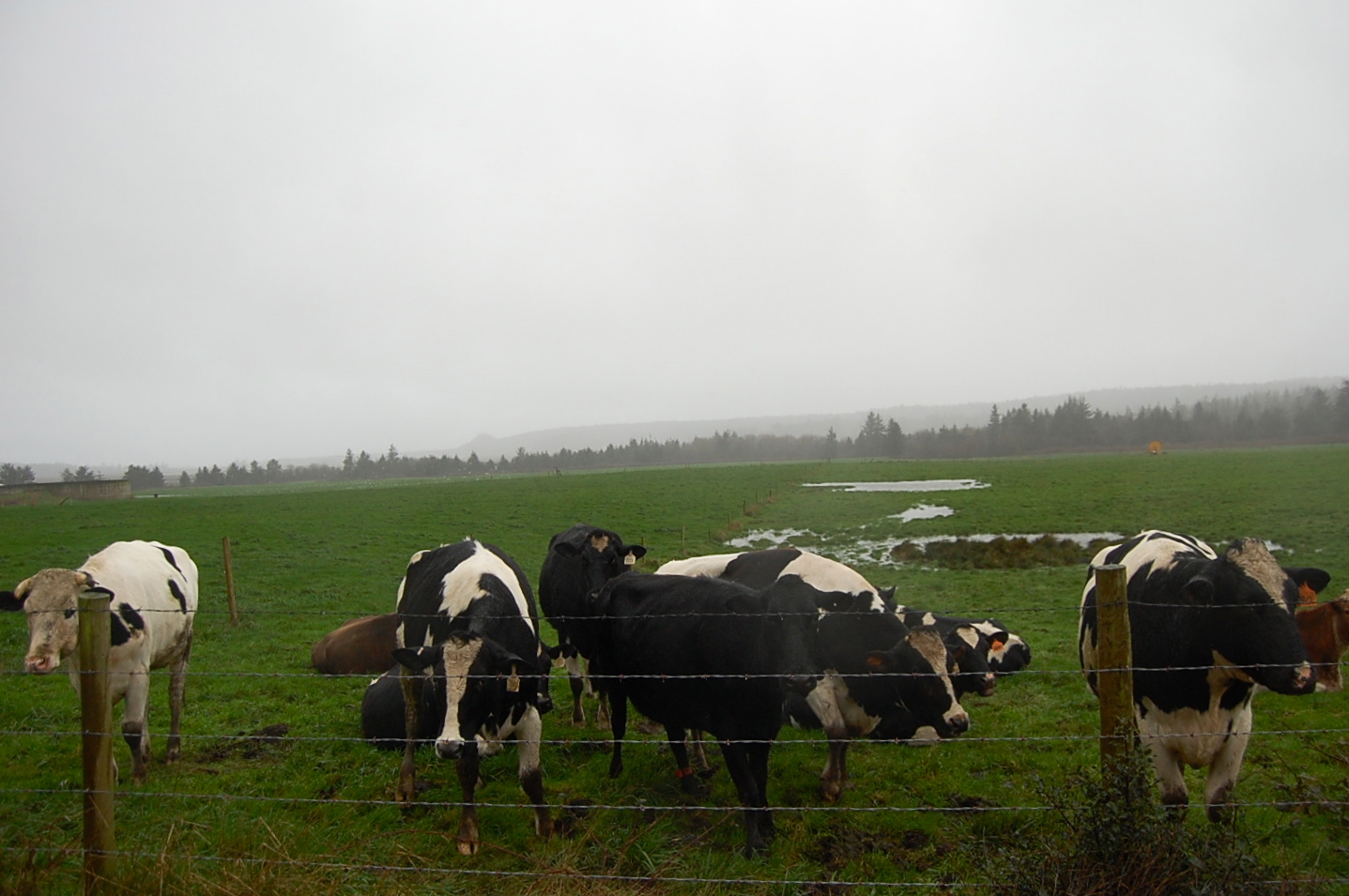 Rain rain go away, come again another day, the big cows want to go out and play.