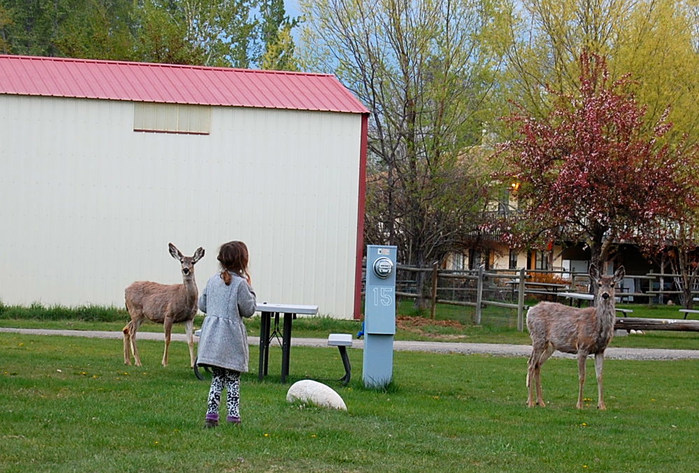 Oh deer, they are getting a little too close!