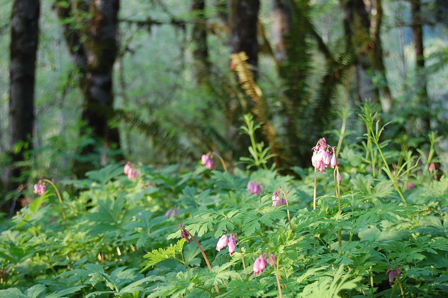 Bleeding hearts