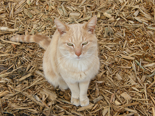 Shredded bark mulch is good for the catses too. Except they might poop in it. Free fertilizer?
