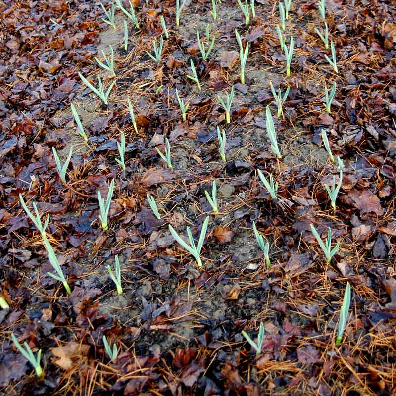 Garlic loooooves leaf mulch, FYI. And lookit how cute!