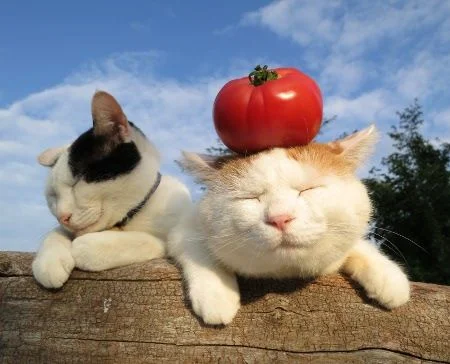 tomatoes and cats