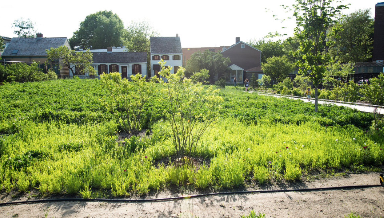 The New Yorker: Recovering Weeksville