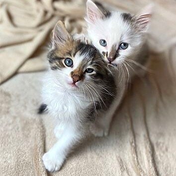 Absolute ridiculousness..😍❤️
.
.
.
.
#monkeys #kittens #kittensofinstagram #cat @therescuetrain #adoptdontshop #love #catstagram
