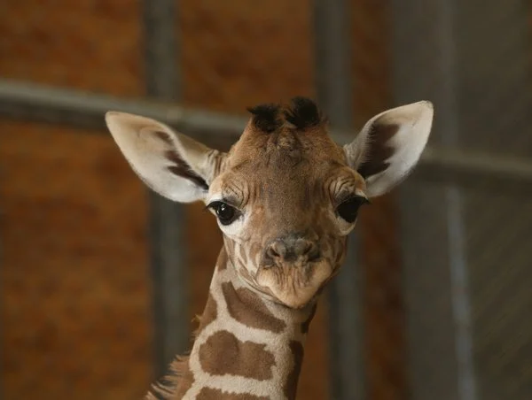 Sometimes social media success is dumb luck. Just look at the giraffe.