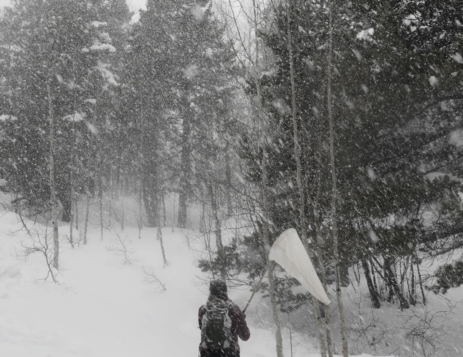 TPSmall Snow Net Center 14228923648.jpg