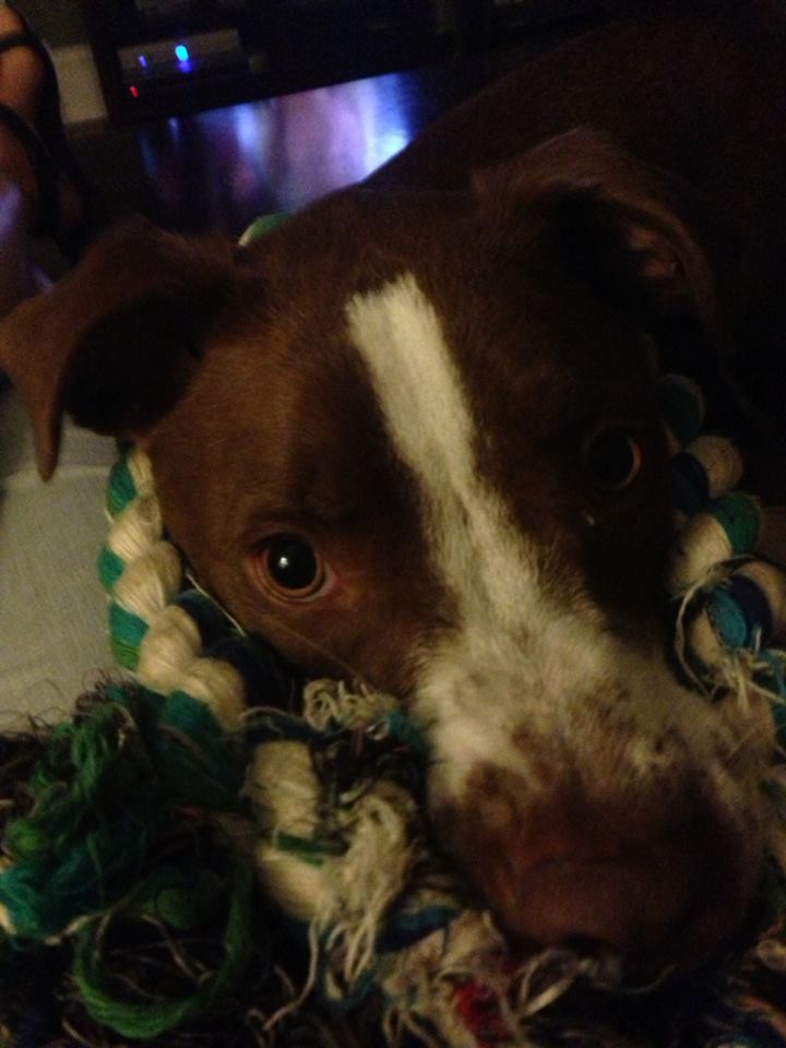 Our dog, Bob