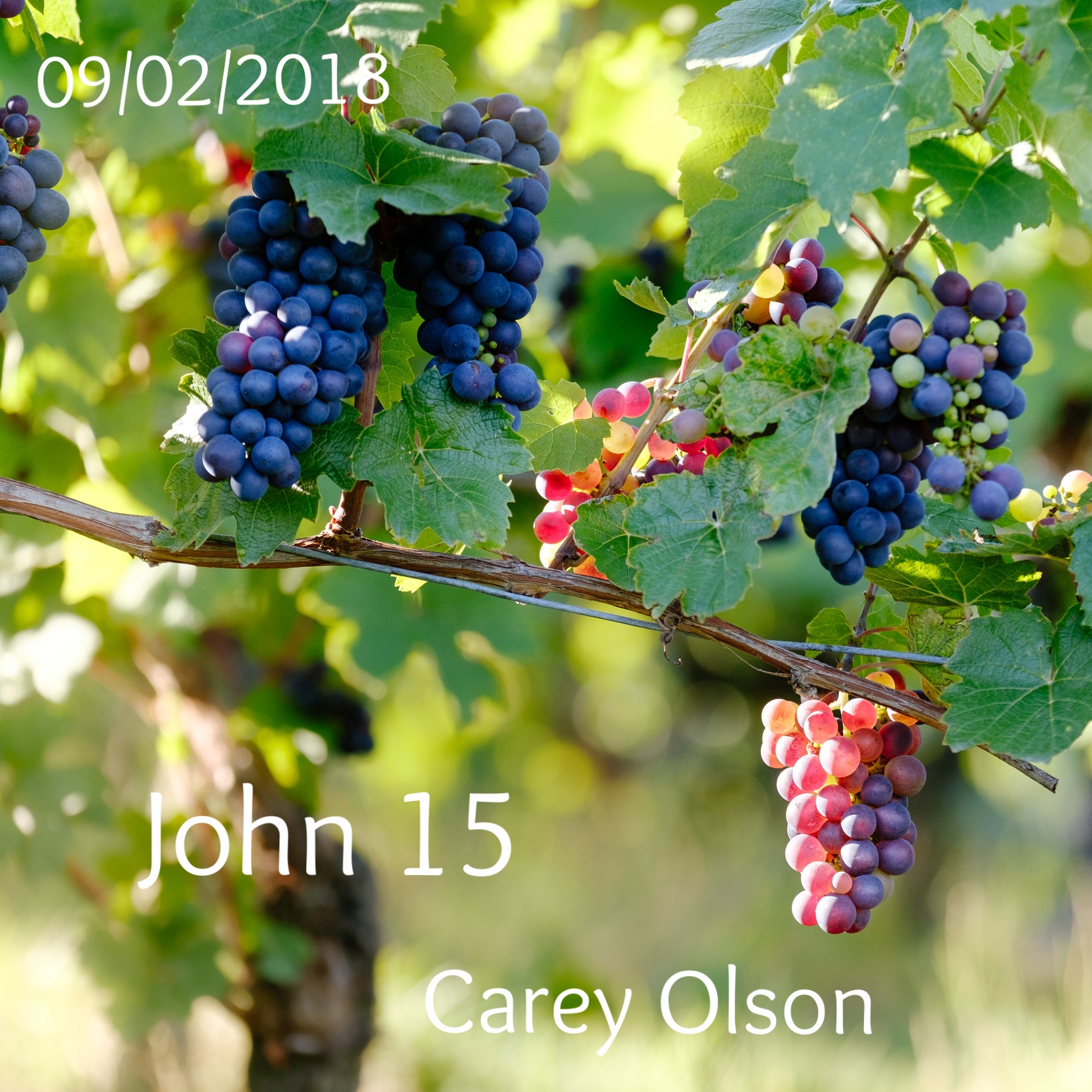 John 15