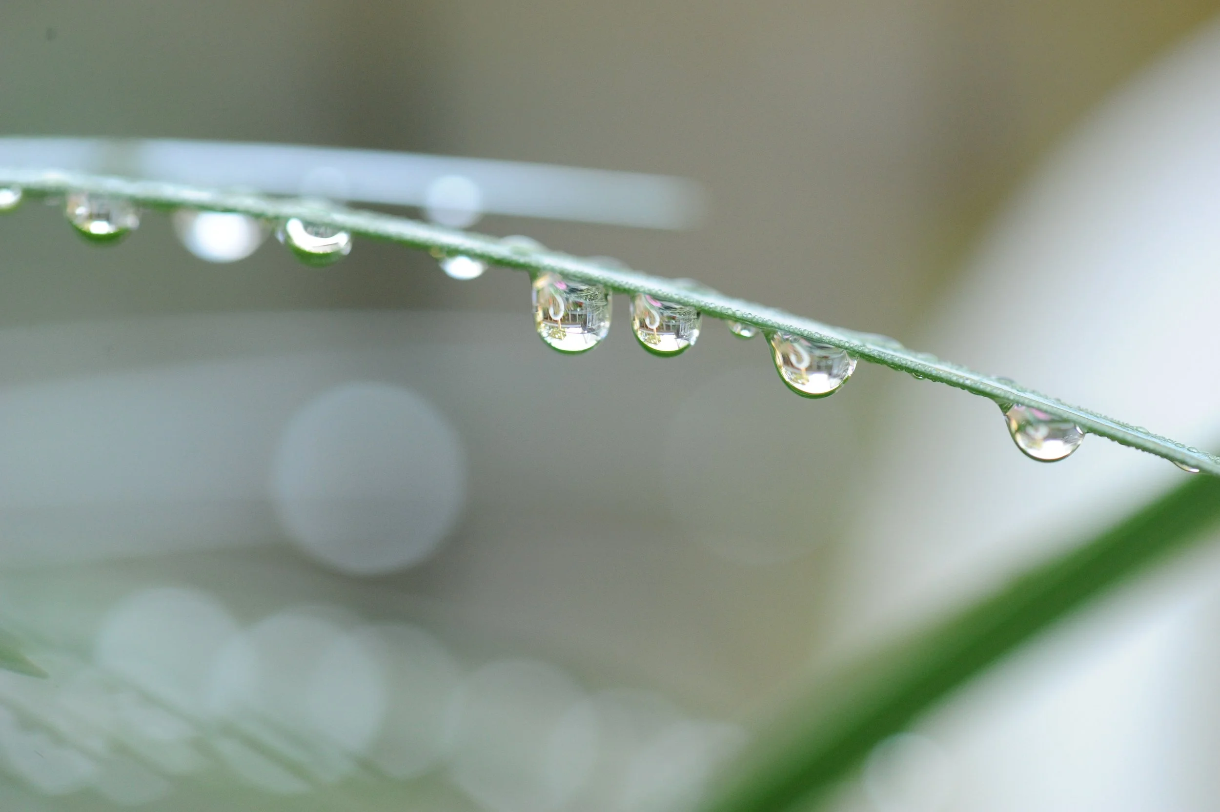 Creative Photography 1 / 9th Grade