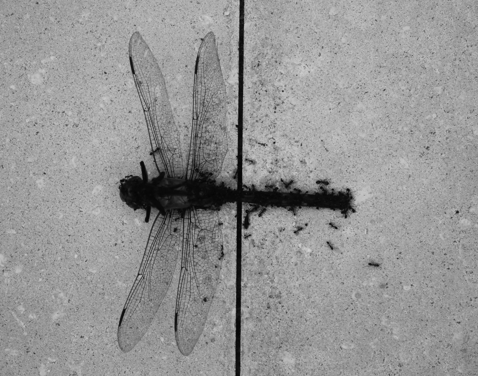 Creative Photography / 9th Grade