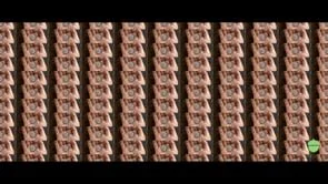 Acorns - Multiplication