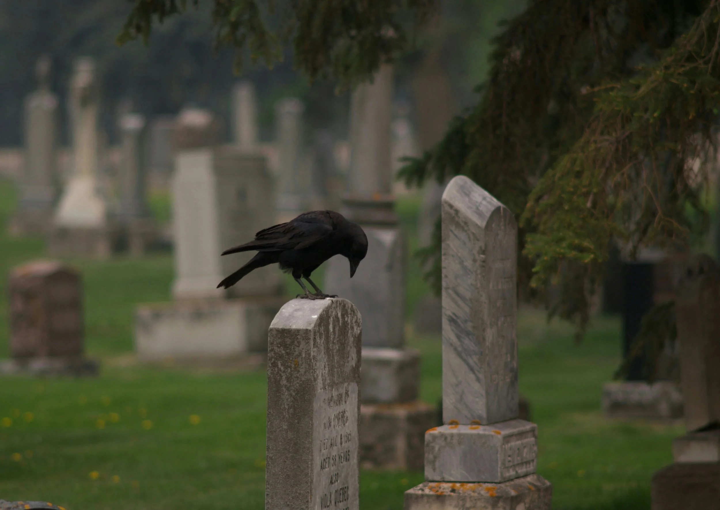 Being Present with Death...