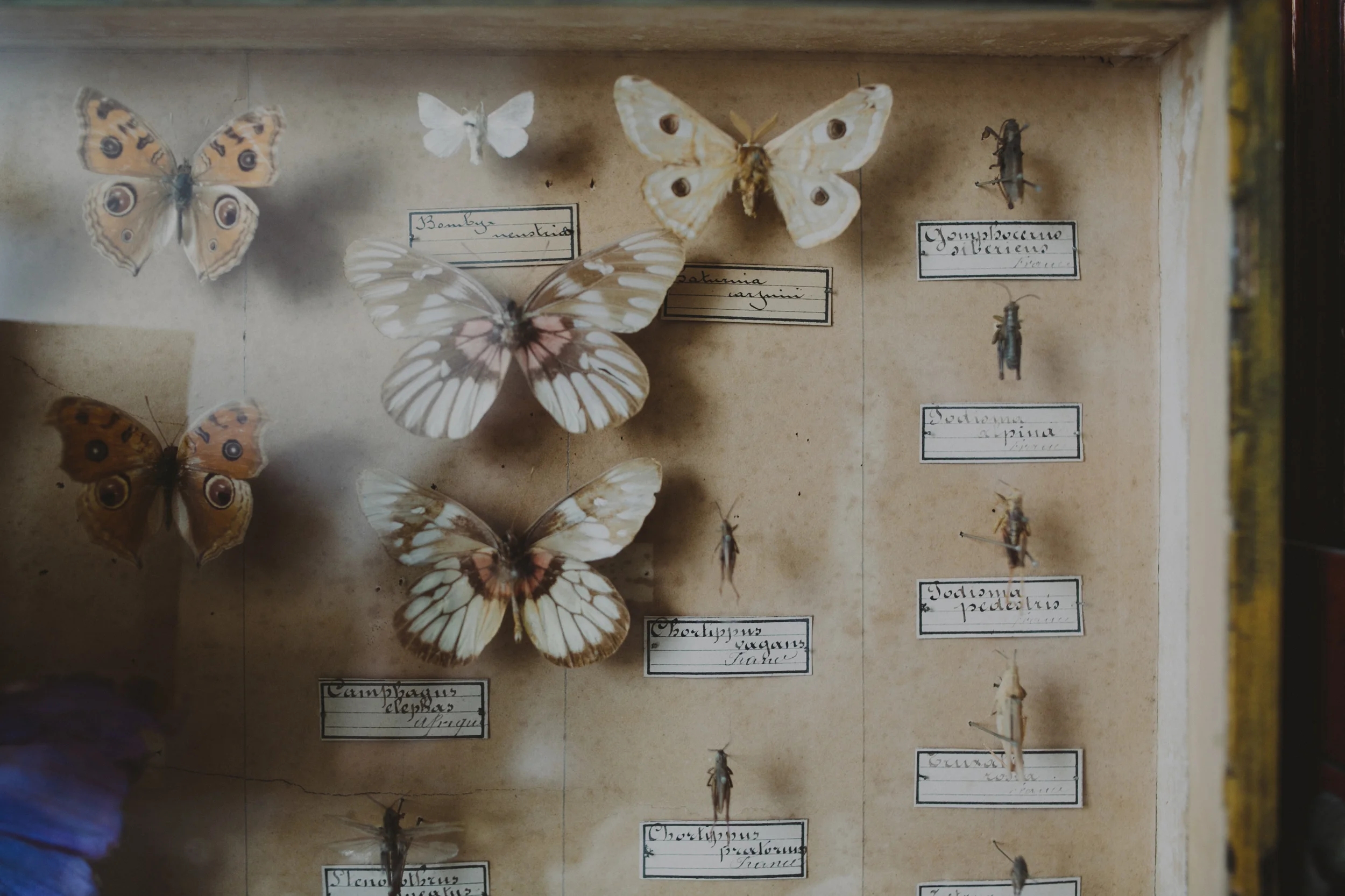 bogart portraits meet the michaels phantom limb 1978.JPG