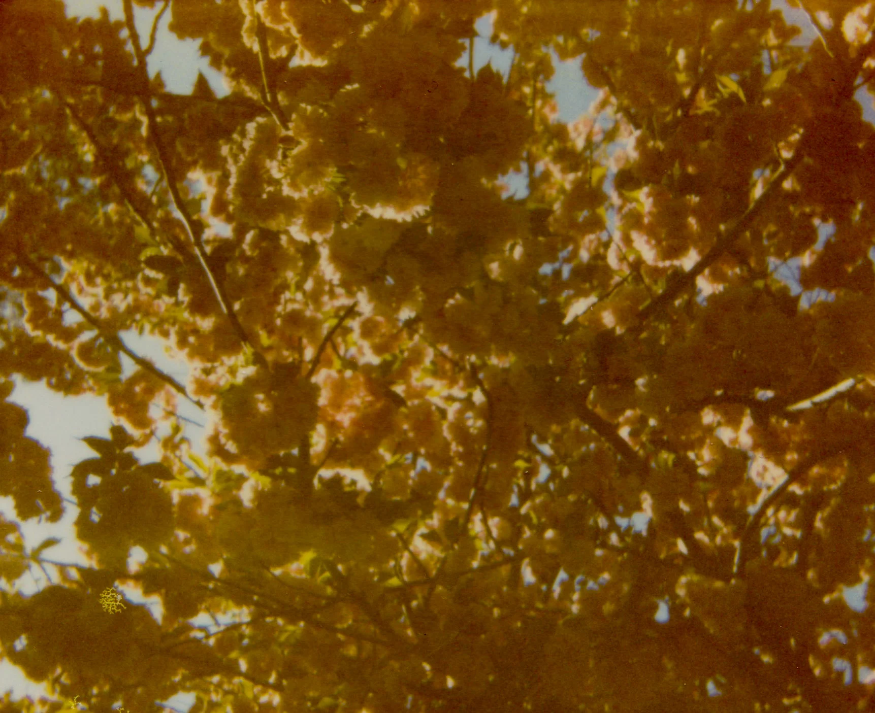 impossible polaroid film  (19 of 66).jpg