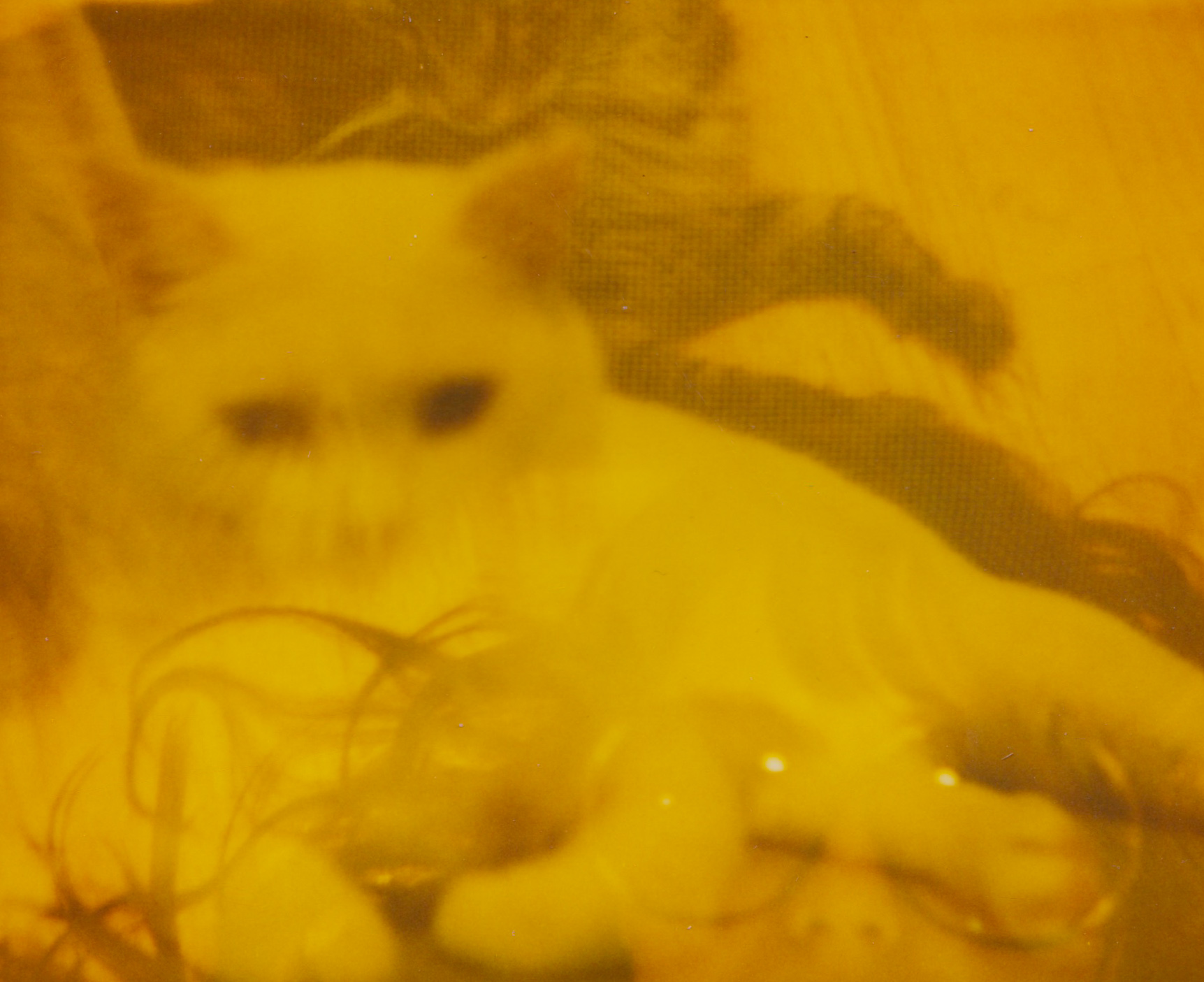 impossible polaroid film  (20 of 66).jpg