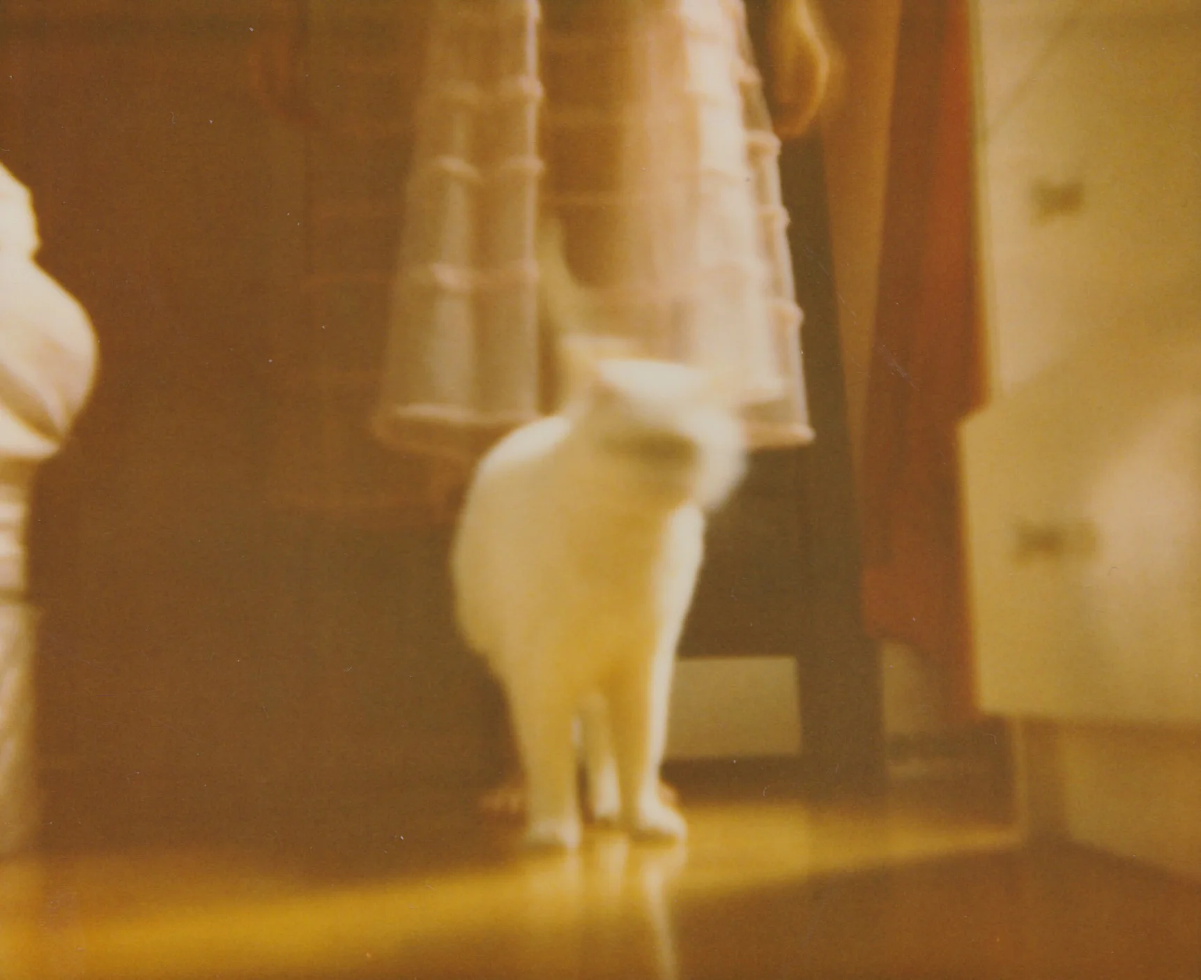 impossible polaroid film  (36 of 66).jpg