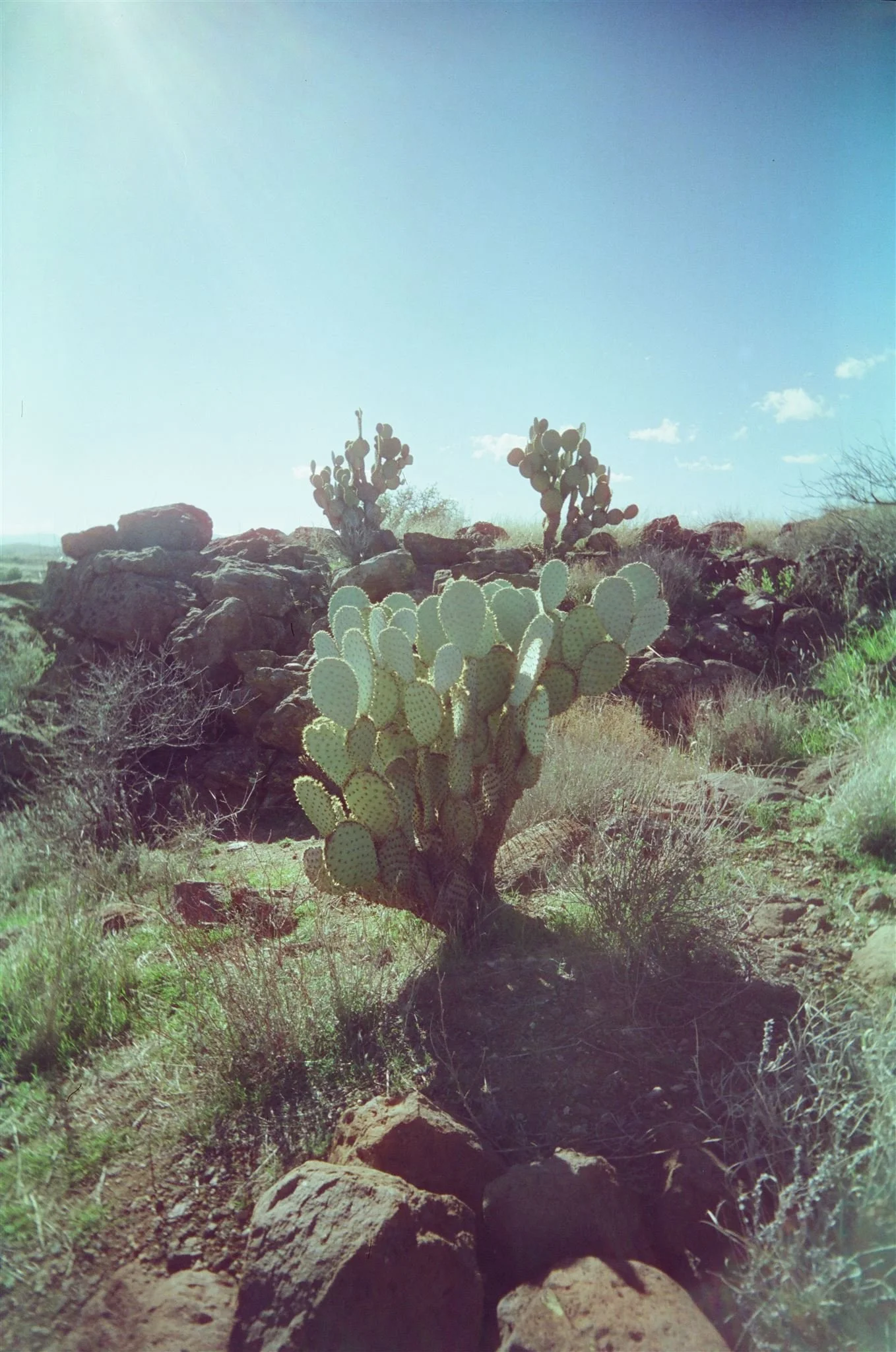 Arcosanti_35mmFilm_ChelliseMichaelPhotography_ArizonaDesert-5020_websize.jpg