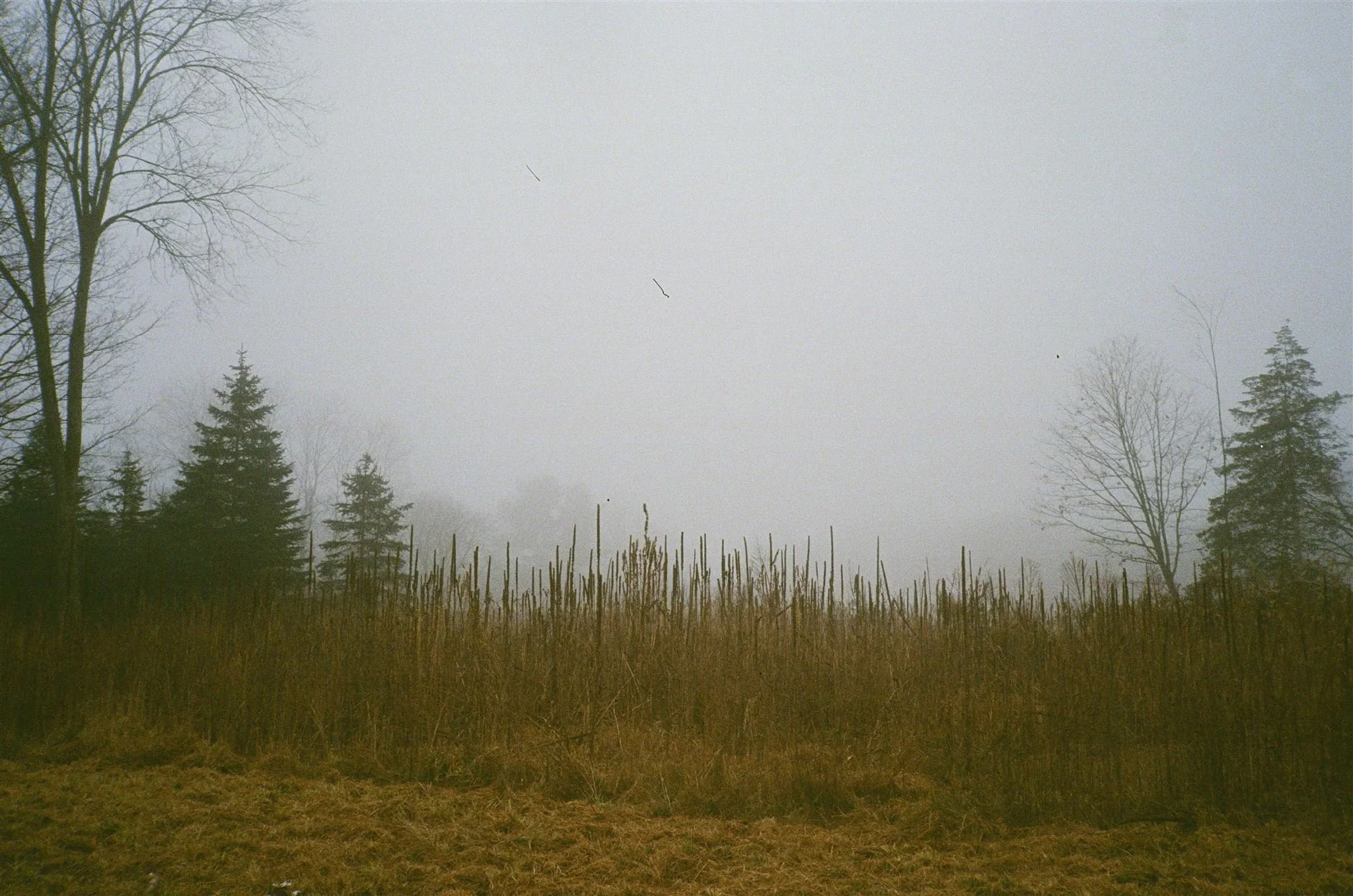 Green Cone-2012_websize.jpg