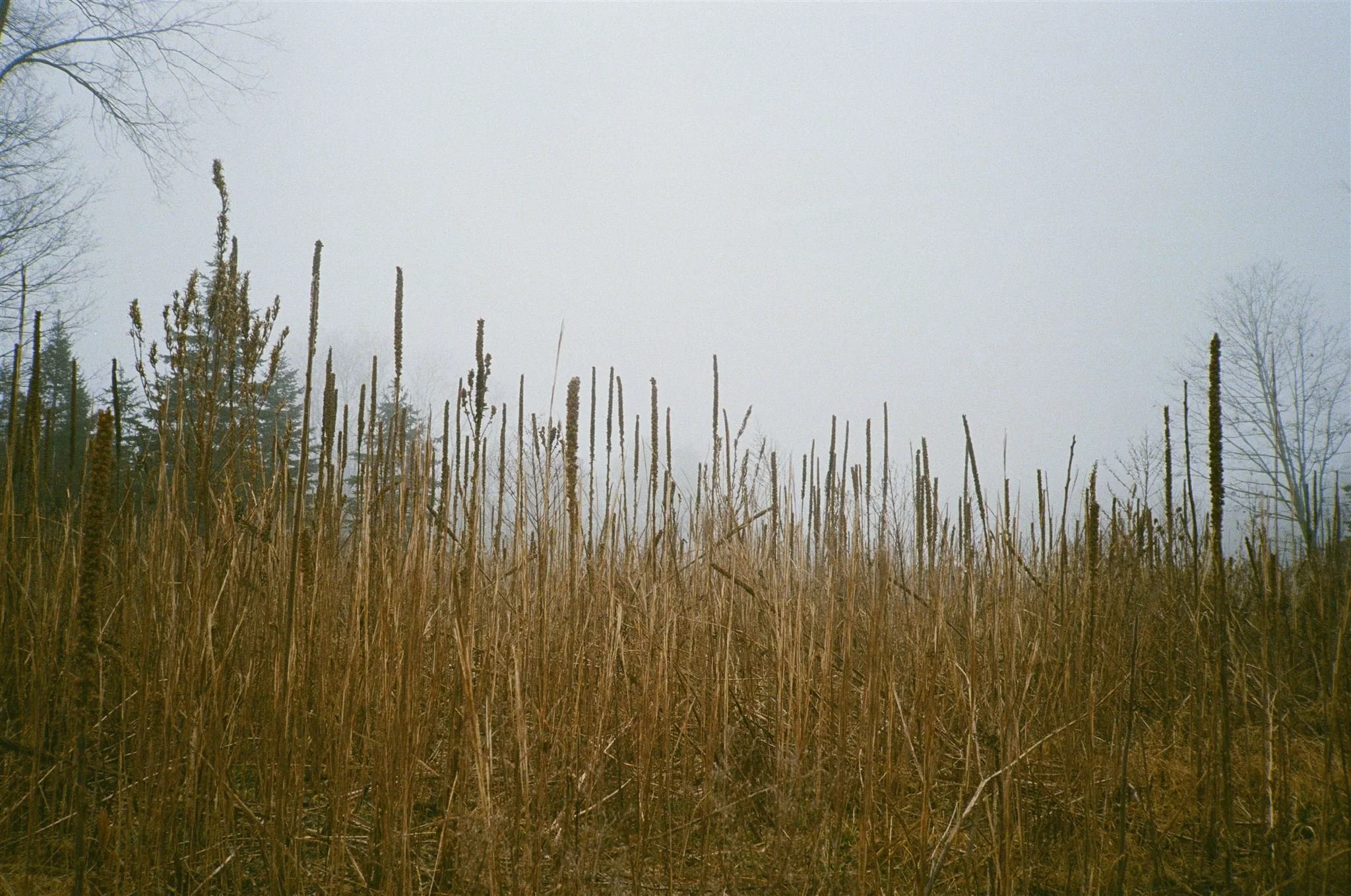 Green Cone-2014_websize.jpg