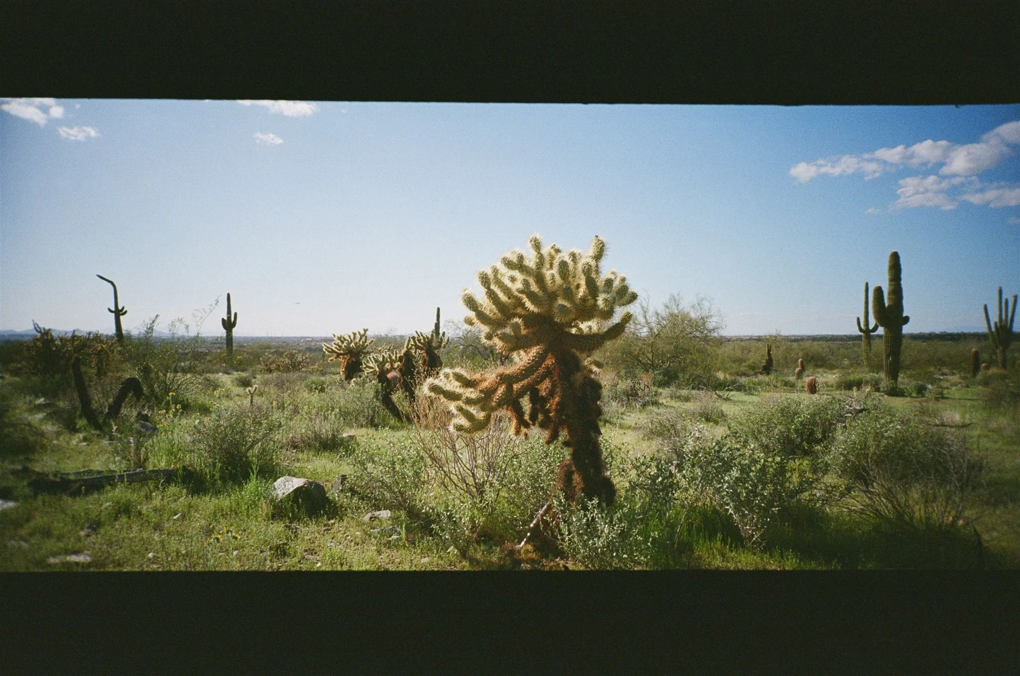 McDowellMtPreserve_35mmFilm_ChelliseMichaelPhotography_ArizonaDesert-530_websize.jpg