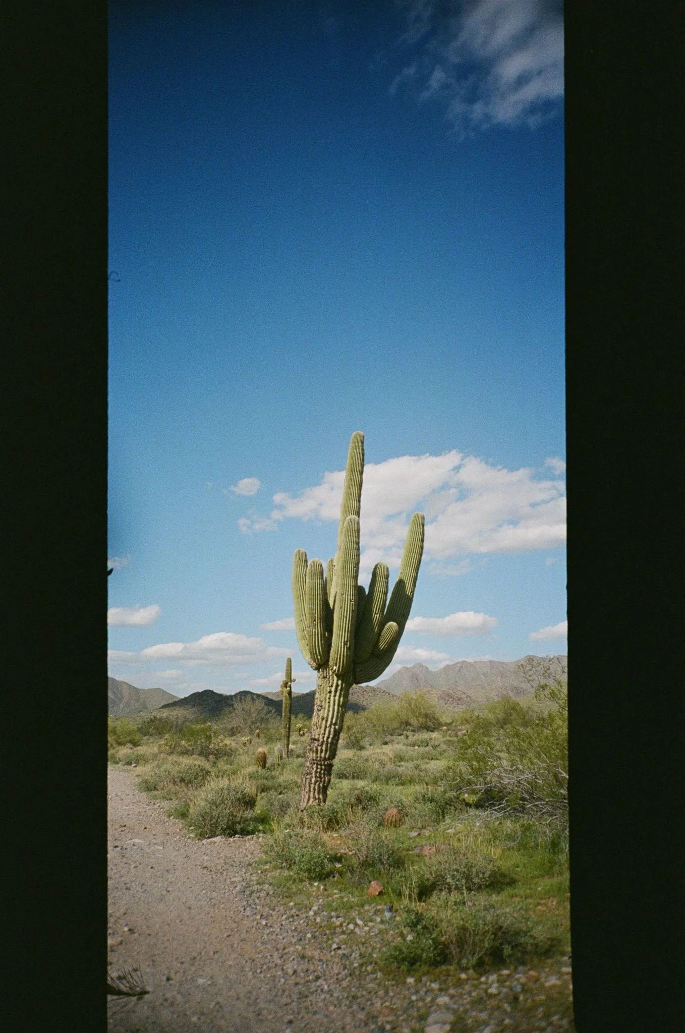 McDowellMtPreserve_35mmFilm_ChelliseMichaelPhotography_ArizonaDesert-541_websize.jpg