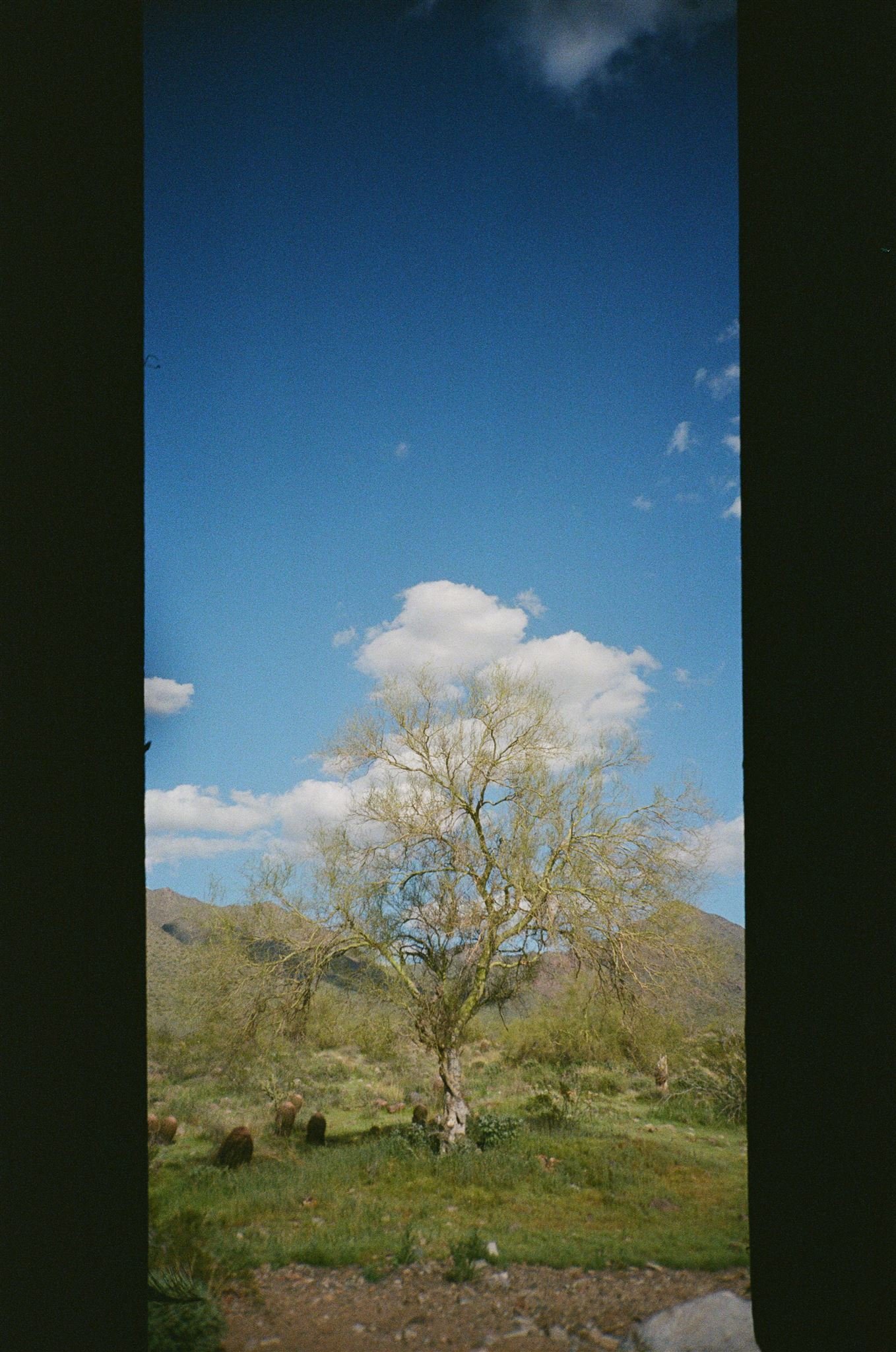 McDowellMtPreserve_35mmFilm_ChelliseMichaelPhotography_ArizonaDesert-546_websize.jpg