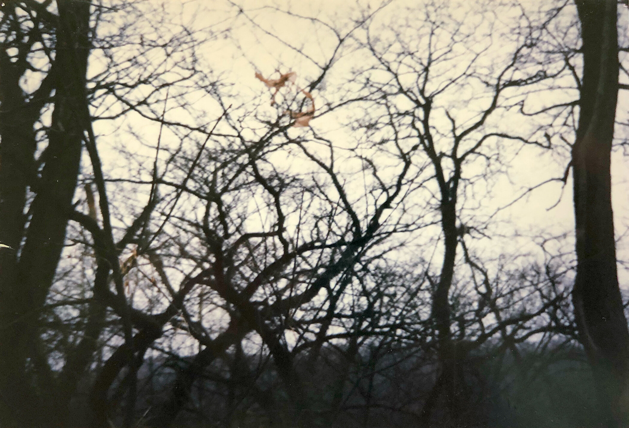 Dark, bare tree branches against a cloudy sky, shredded brown plastic bag caught in the branches.