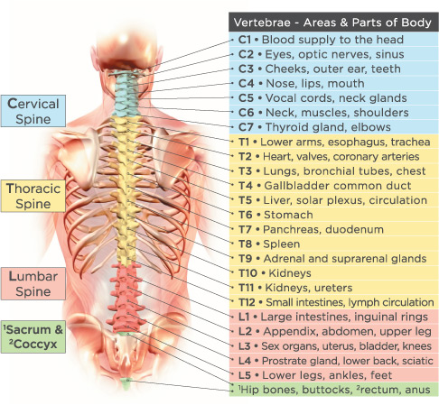 Effects Of Spinal Subluxation Chart