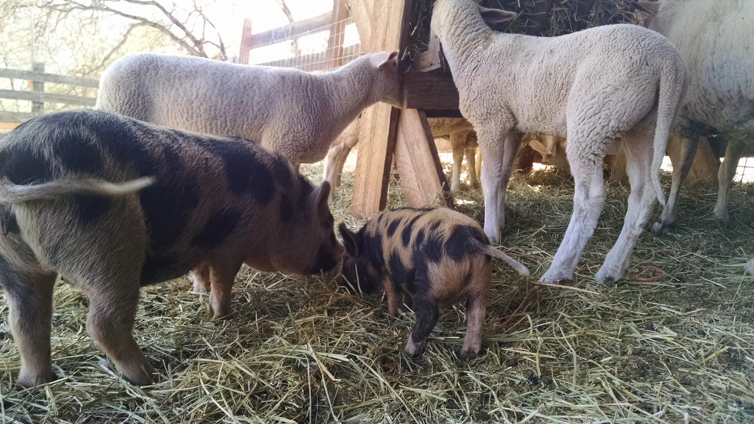  Potato and Petunia at work