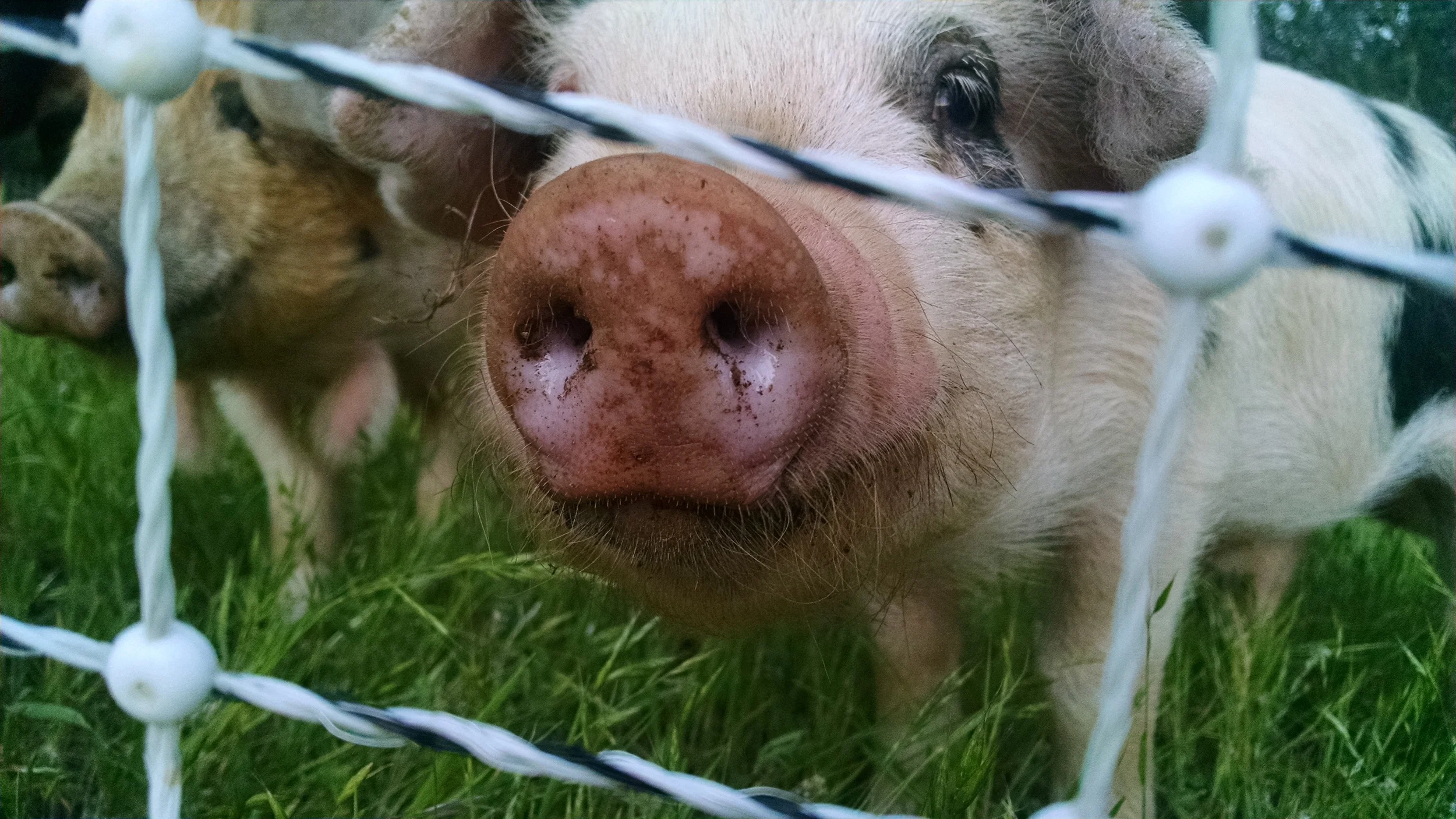  Oh hey baby Wilbur