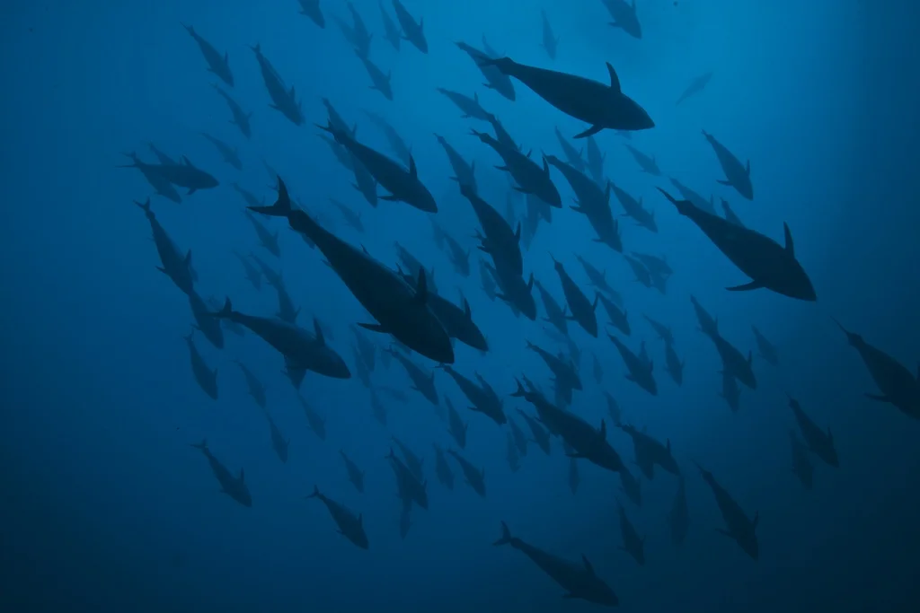 Bluefin Tuna - Malta