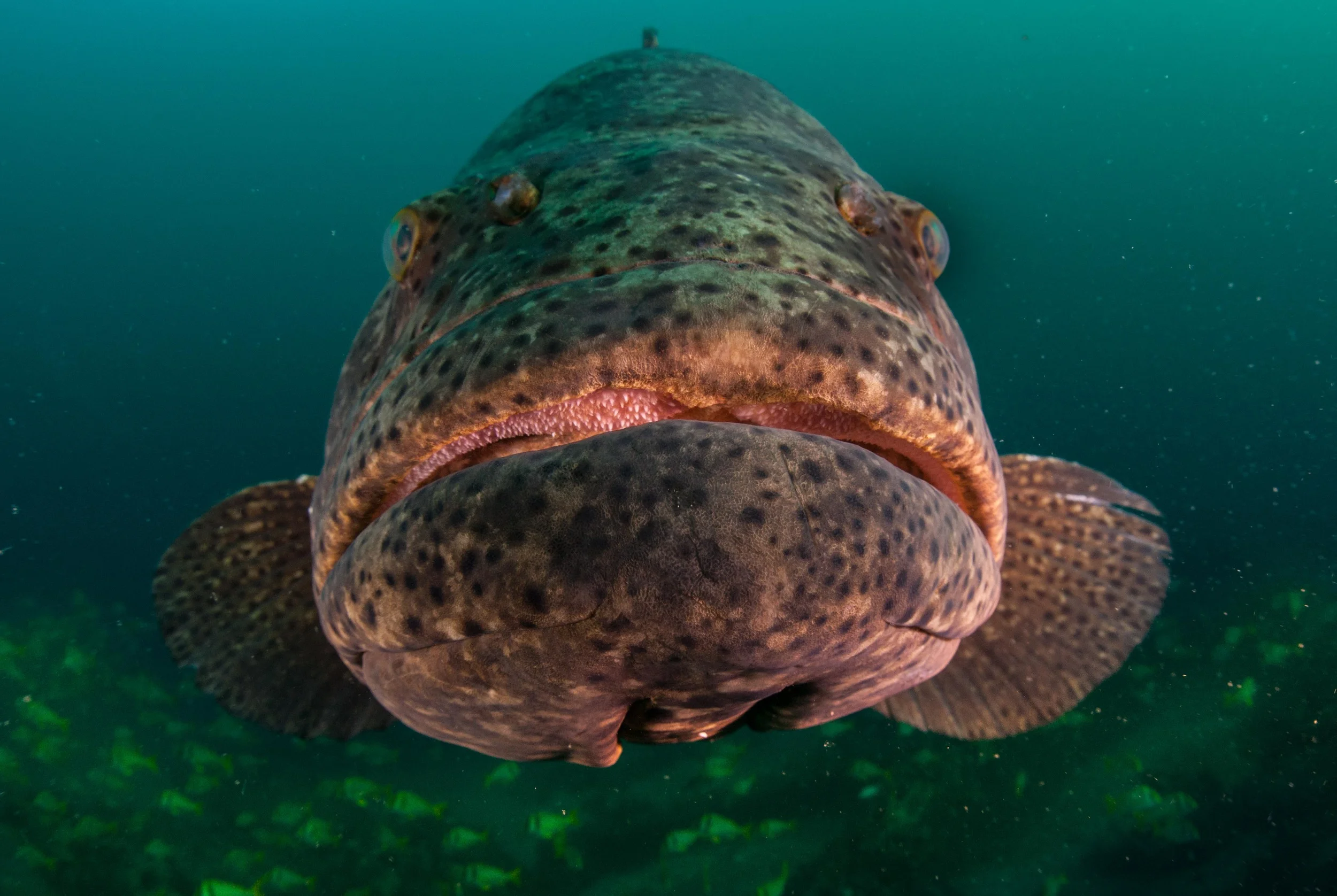 Goliath Grouper - West Palm Beach, Florida