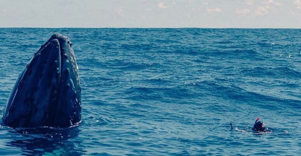 Photographing a Humpback Whale in the Dominican Republic under permit. 