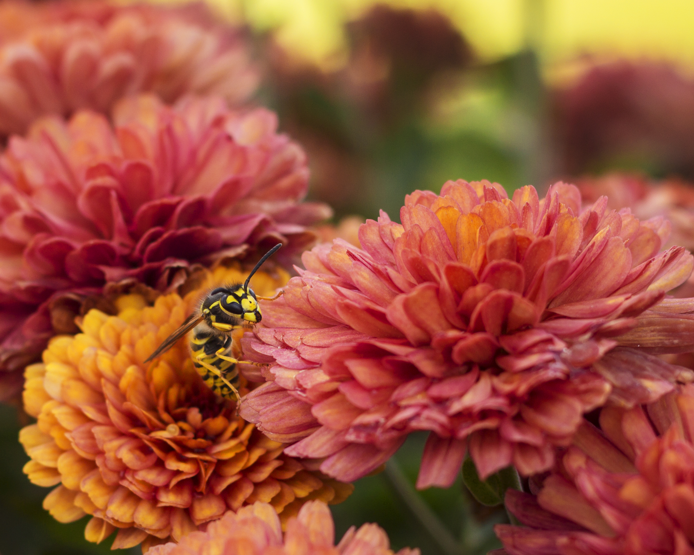 Bee Flowers a.jpg