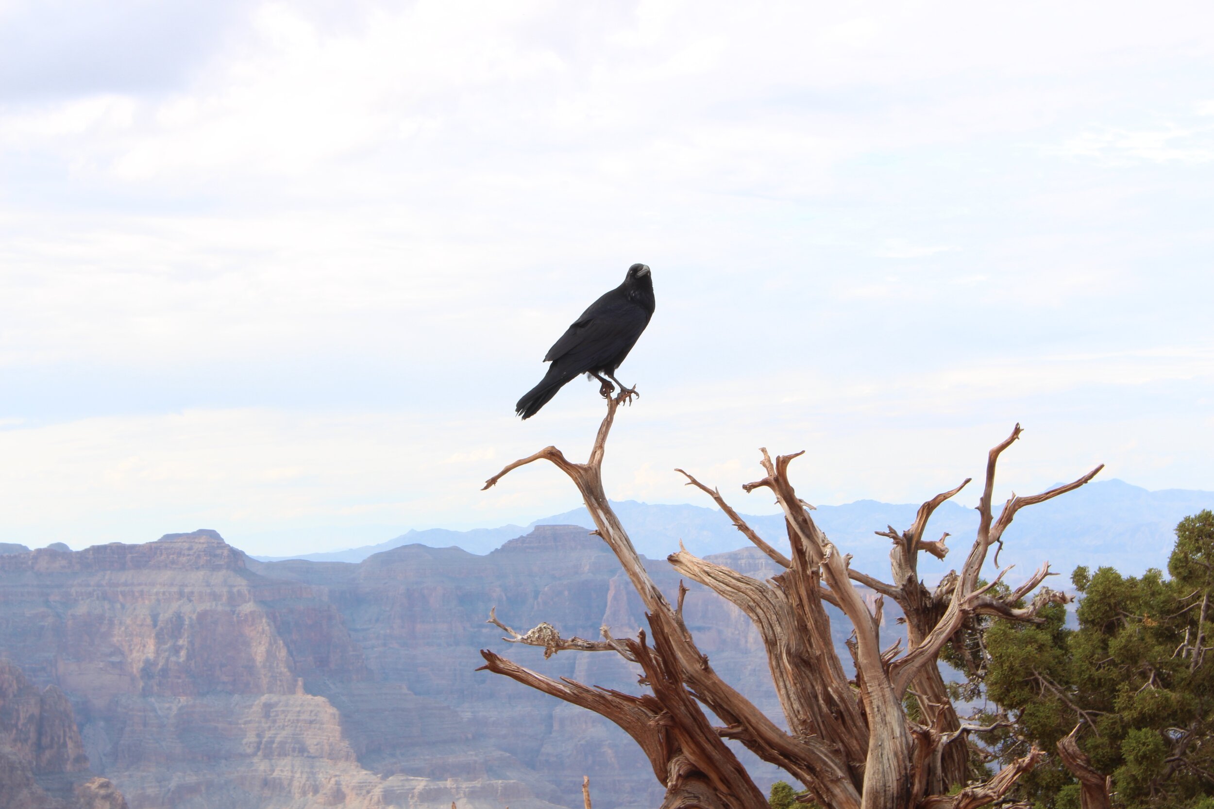 bird in West Rim Grand Canyon.jpg