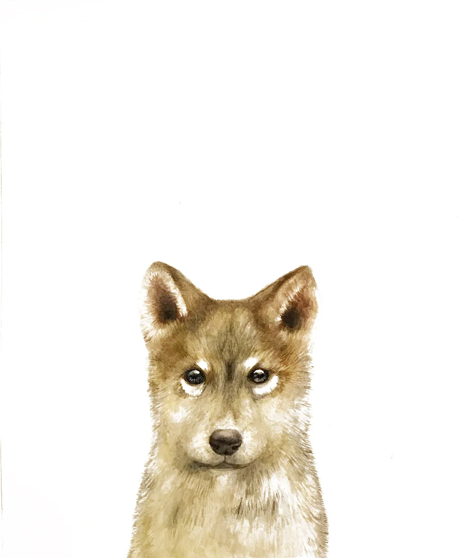 baby wolf.jpg