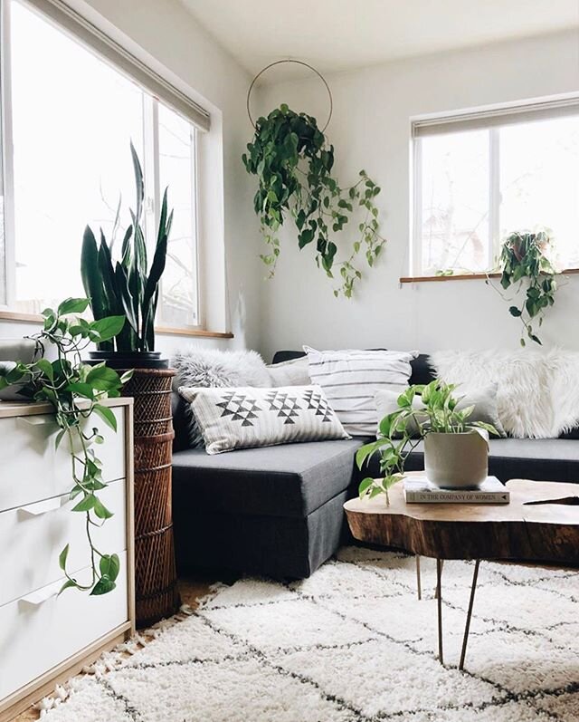 Happy plants in their happy place 🌱 |
:
:
:
:
:
#makingmyhaven #mymidcenturymix #showmeyourstyled #homedecorating #home #shakeupyourstyle #homedesigner #housegoals #housestaging #stagedtosell #portlandhome #peepmypad #minimalism #modernism #oneroomc
