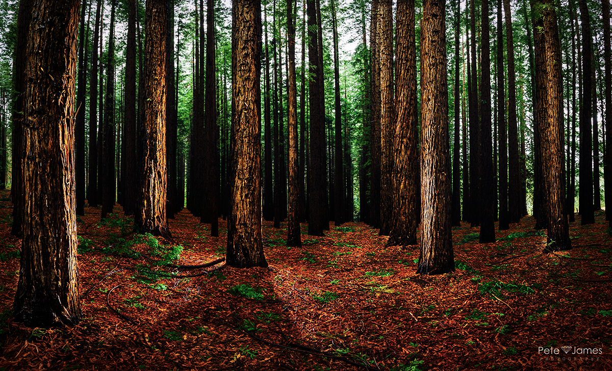 Warburton Redwoods