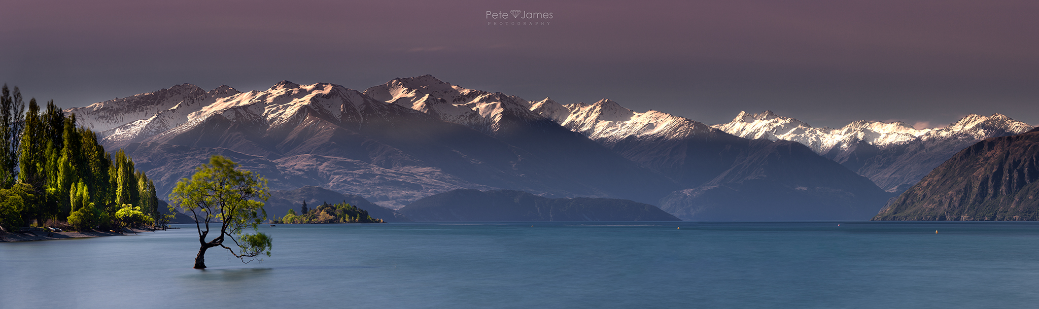 Wanaka Tree Pano