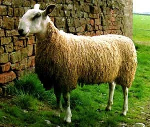 picture borrowed from the internet of a Blue Faced Leicester sheep!