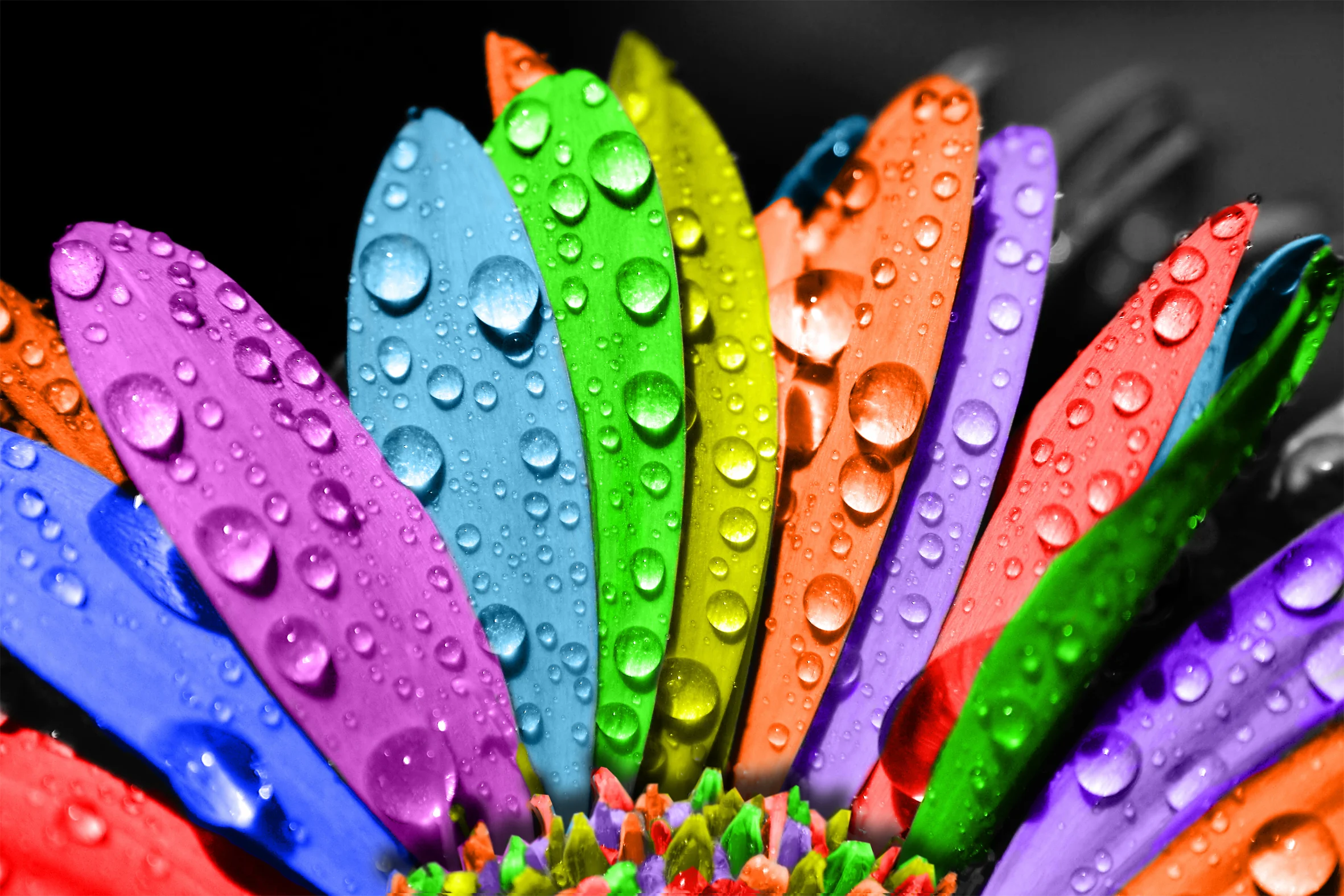 coloured daisy.jpg