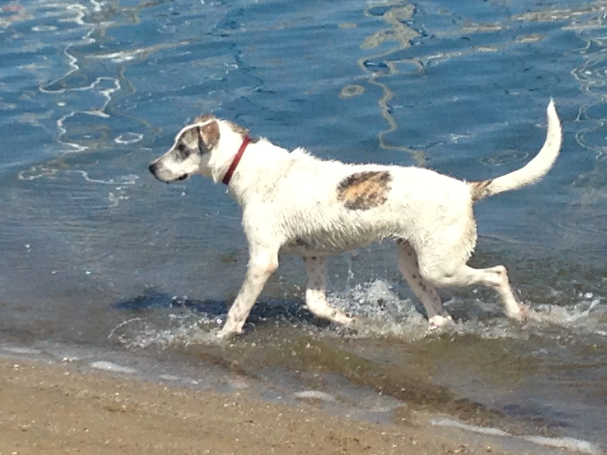 Business lessons from my dog