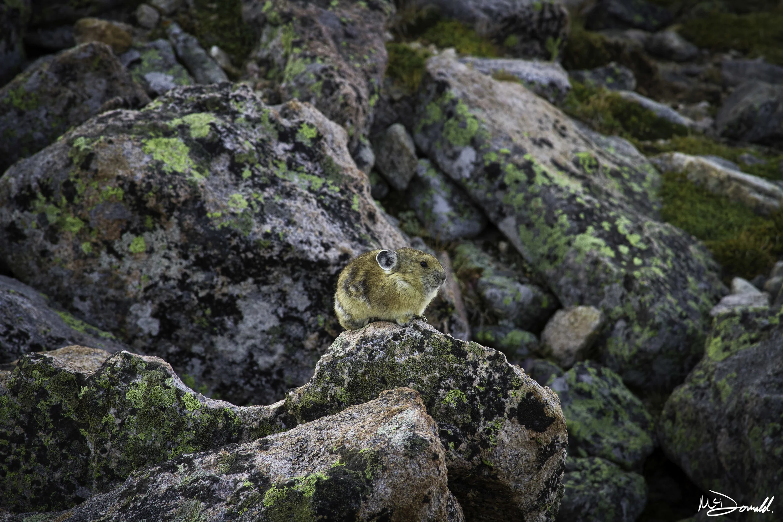Pika.jpg