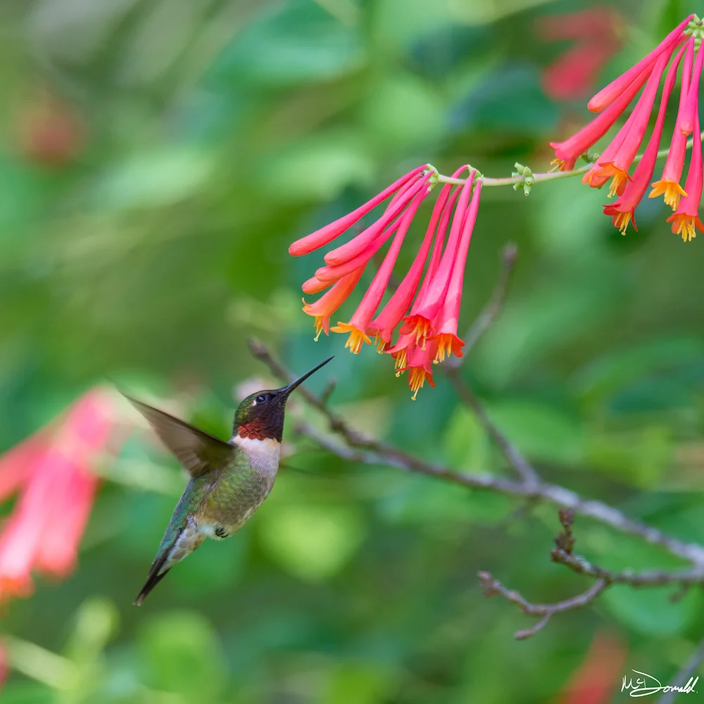HummingbirdPinkFlowersWebSharp.jpg