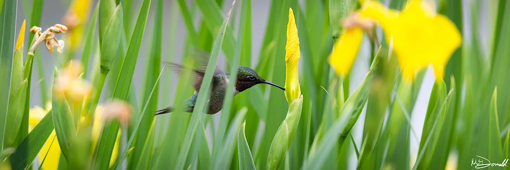 HummingbirdyellowflowersWebSharp.jpg