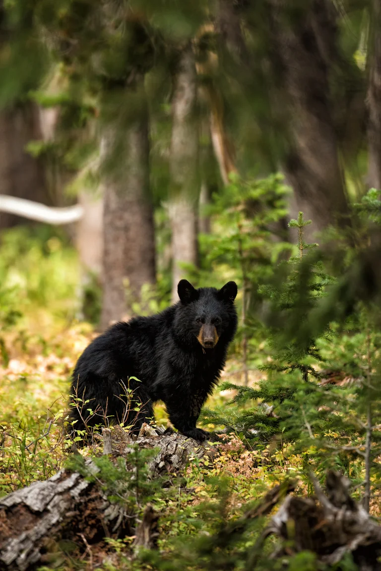 Black Bear Cub.JPG