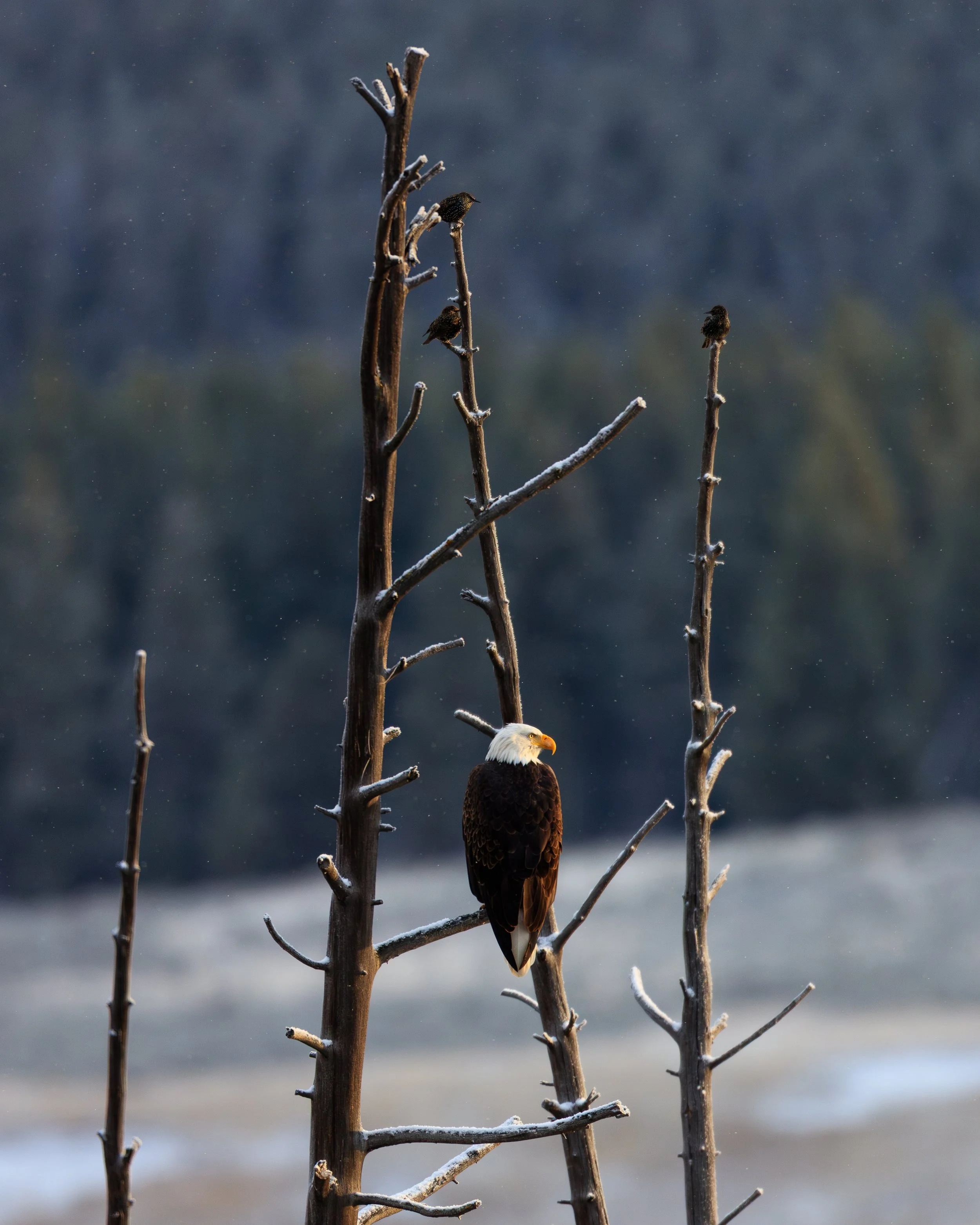 0G8A3289-Enhanced-NR.jpg